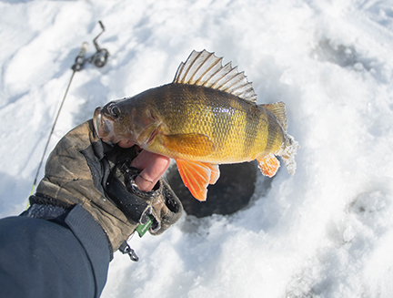 Largemouth bass caught ice fishing Largemouth bass caught ice fishing