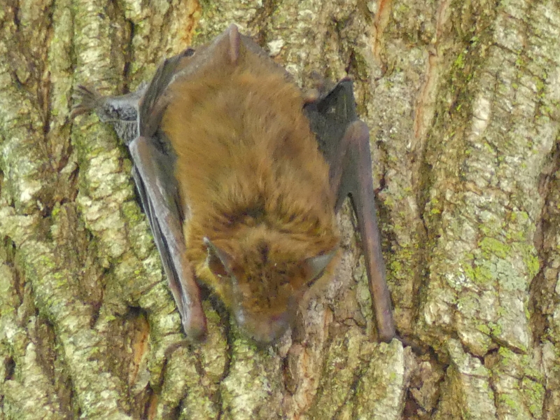 photo of big brown bat hanging upside-down on the trunk of a tree