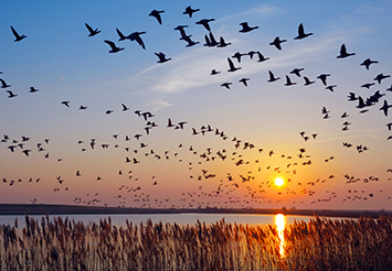 Birds migrating at sunset