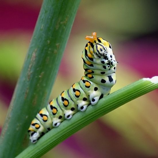 black swallowtail photo by TexasEagle (CC BY-NC 2.0) black swallowtail caterpillar