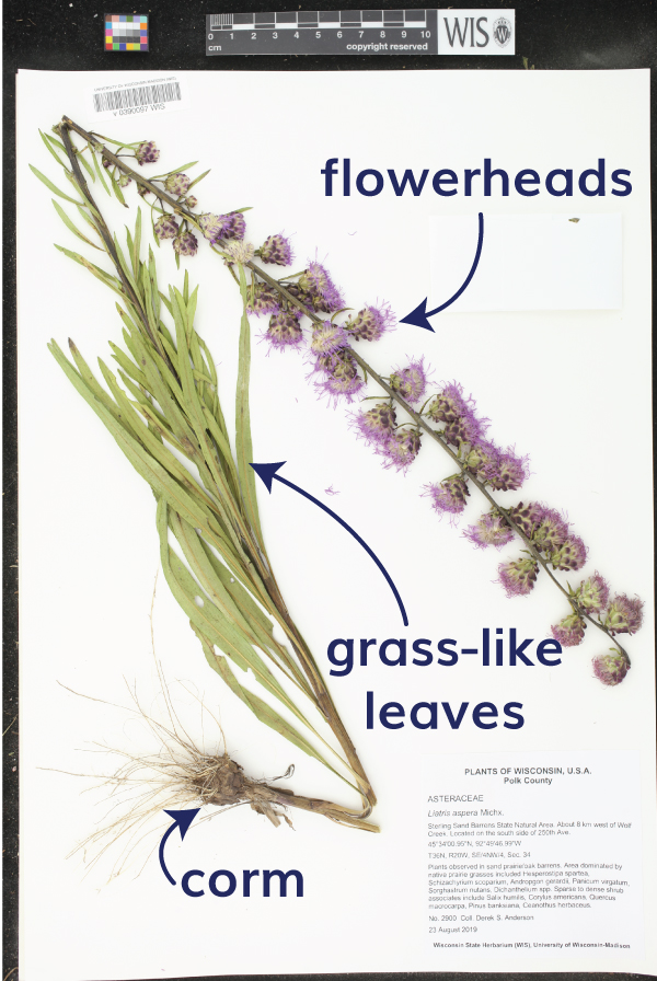 photo shows the entire blazing star plant that has been pressed and mounted on herbarium paper
