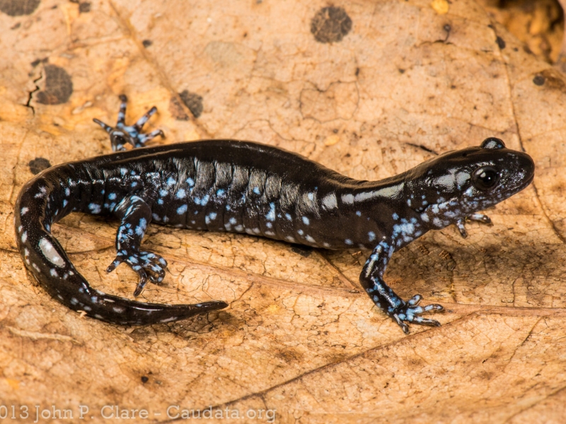 photo of a blue-spotted salamander