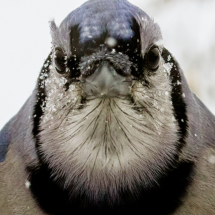 Blue Jay Eek Wisconsin
