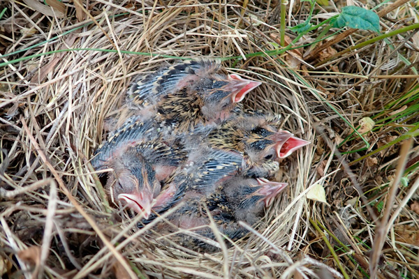 bobolink nest by Angus Mossman (CC BY-NC 4.0) via iNaturalist woven grass nest built on the ground with four young bobolinks