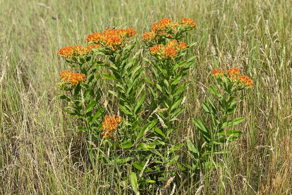 photo of bright orange flowers of butterflyweed