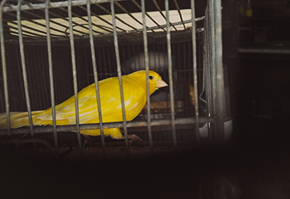 Canary in cage