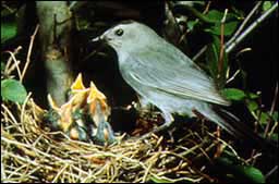 Gray Catbird Gray Catbird
