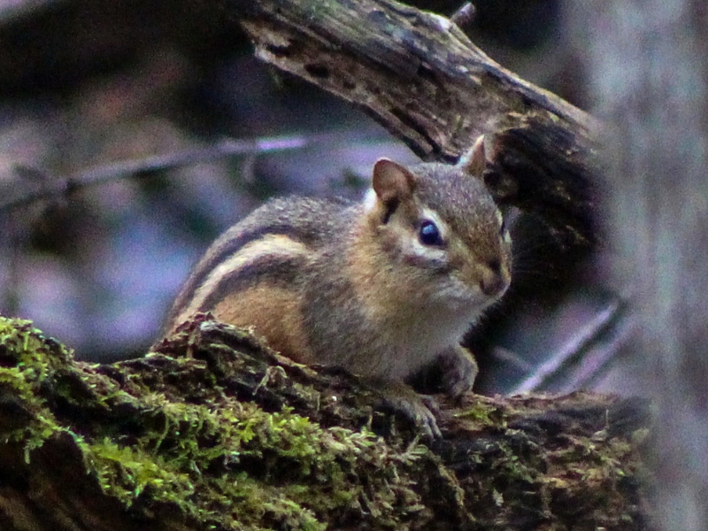 photo of a chipmunk resting on a mossy log