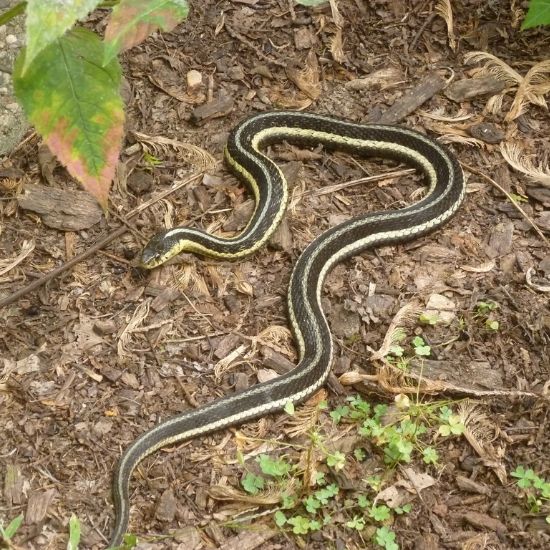black snake with yellow stripes