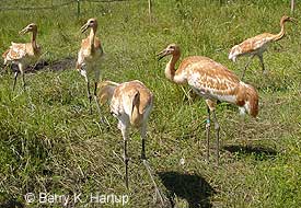 Juvenile whooping cranes in their pen at the Necedah Wildlife Refuge Juvenile whooping cranes in their pen at the Necedah Wildlife Refuge