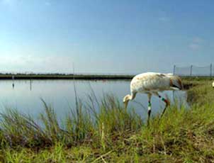Young whooper spending the winter in Florida. Photo: © Operation Migration. Young whooper spending the winter in Florida. Photo: © Operation Migration.