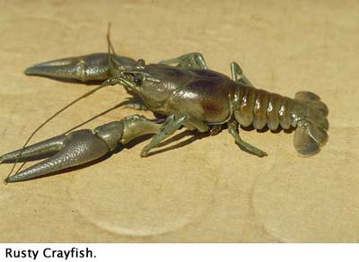 Rusty Crayfish Rusty Crayfish