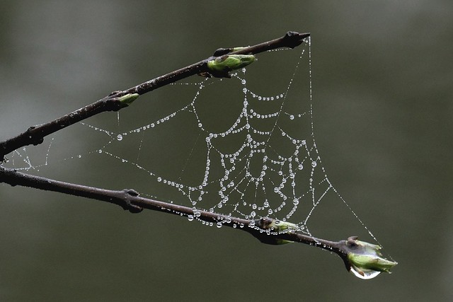 Some spiders may spin poisonous webs laced with neurotoxins