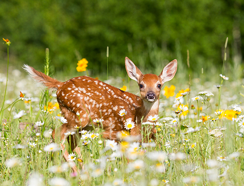 White-tailed Deer / #CanadaDo / Most Dangerous Animals in New Brunswick