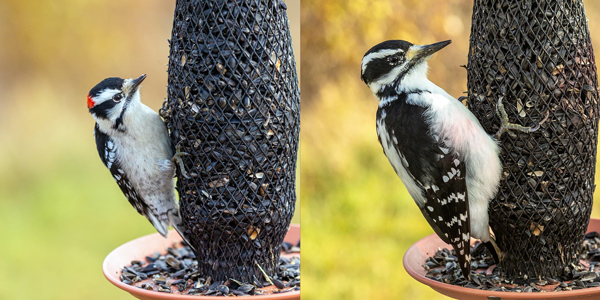 downy and hairy woodpeckers by Joe Riederer photo of downy and hairy woodpecker on the same feeder showing differences in size