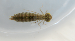photo of dragonfly nymph