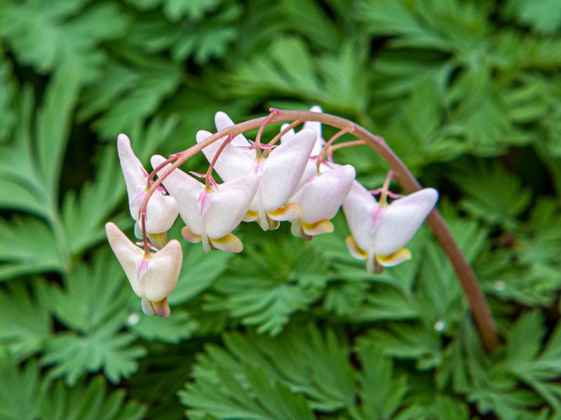 photo of dutchmen's britches. This wildflower looks like little pairs of pants hanging upside-down on a clothesline