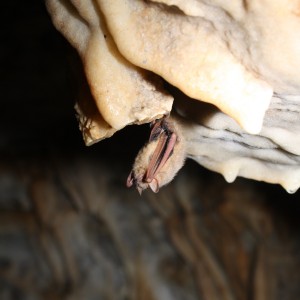 tricolored bat photo by WDNR Bat Program photo of tricolored bat hanging in cave