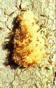 Moth egg mass