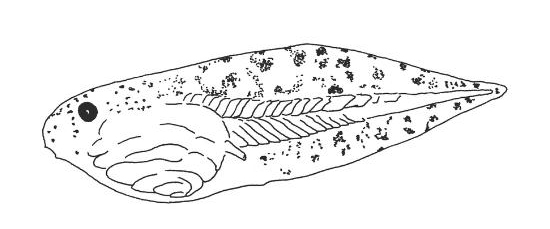 illustration of a leopard frog tadpole