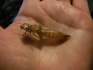 photo of empty exoskeleton of a dragonfly nymph