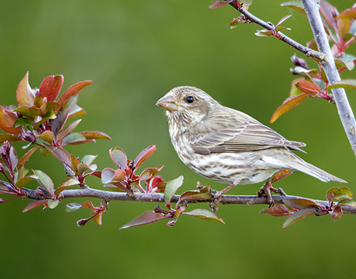 You are being redirected...