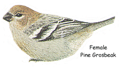 Female Pine Grosbeak