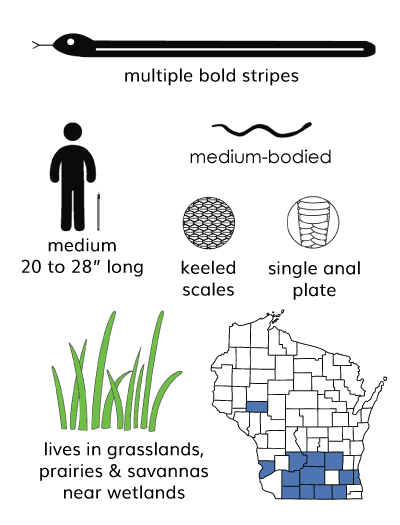 plains gartersnake infographic