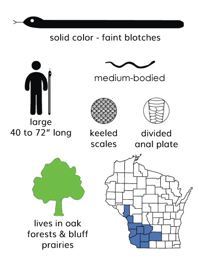 icons showing the size and habitat of gray ratsnakes