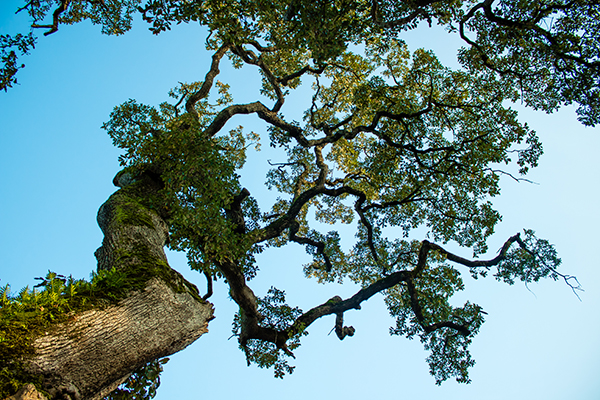 Beautiful white oak branches seen from a low angle view against a blue sky.