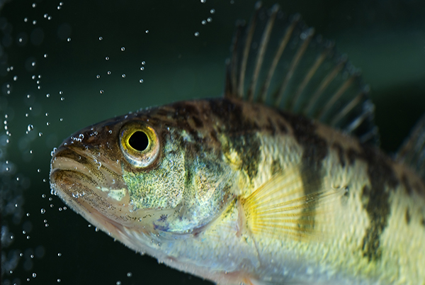 a freshwater yellow perch against a green background