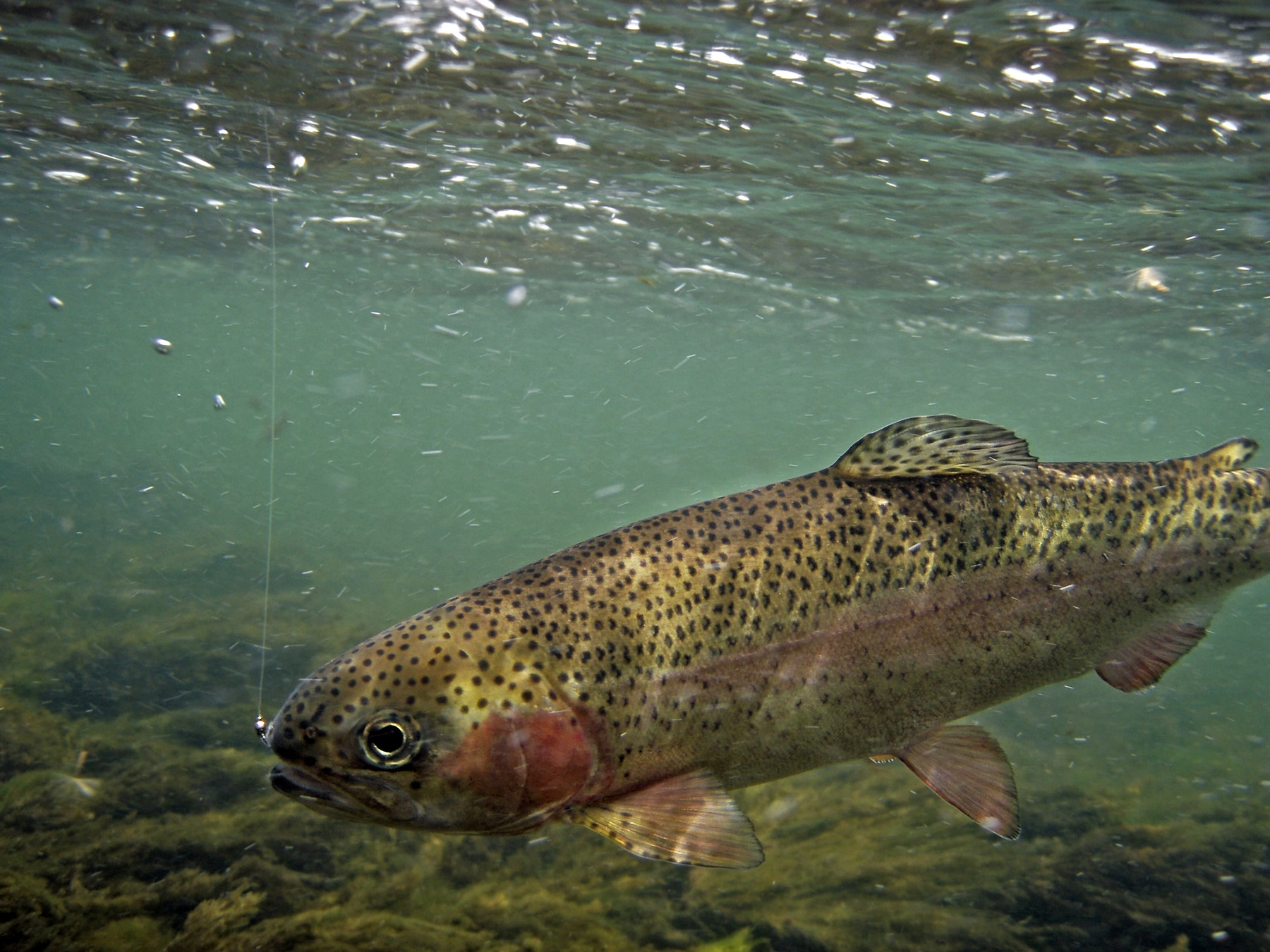 A rainbow trout swims in turquoise clear water