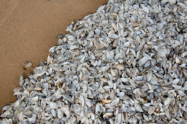 Zebra Mussels on Lake Michigan Beach