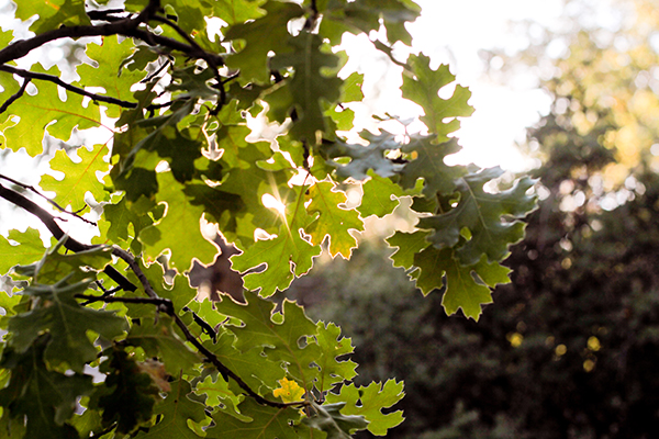 White Oak