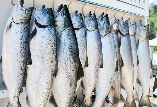 Deep sea fishing on Lake Michigan