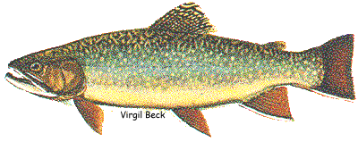 Brook Trout | EEK WI