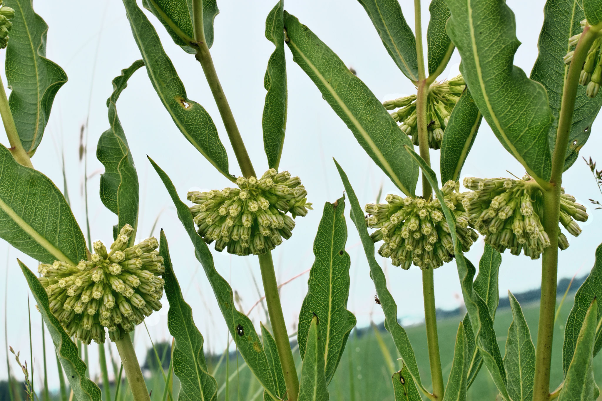 photo of the greenish white flower heads of the green comet milkweed