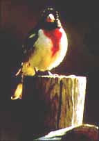 Rose-breasted Grosbeak Rose-breasted Grosbeak