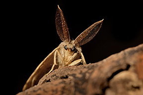 Gypsy Moth Adult