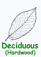 Dichotomous Tree Key Eek Wisconsin