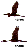heron vs crane shape