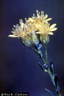 Houghton's goldenrod (Credit: Roy. B. Clarkson, USDA PLANTS database)
