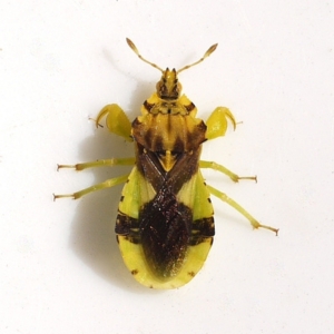 close up photo of a jagged ambush bug showing camouflage patches on the back and muscular front legs