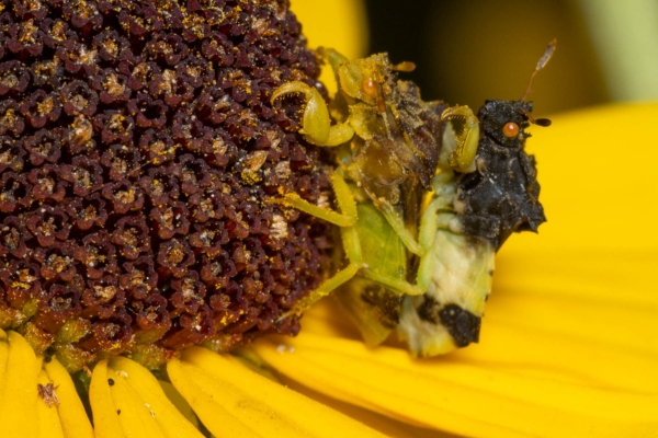 photo of a female jagged ambush bug with a slightly smaller male ambush bug on her back