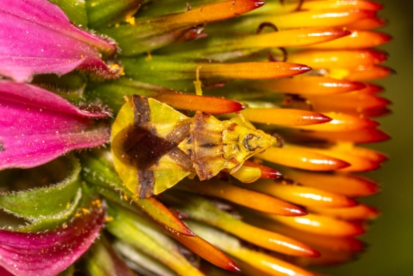 photo of a jagged ambush bug on a purple coneflower 
