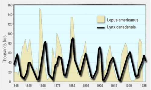 a graph showing how the lynx population varies with the hare population