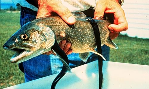 photo by Great Lakes Environmental Research Laboratory (CC BY-SA 2.0) photo of a man holding a fish with two sea lamprey attached to its body