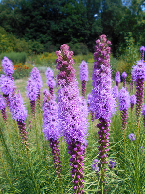 photo of blooming blazing star with beautiful purple spikes of flowers