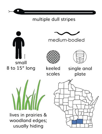 lined snake infographic