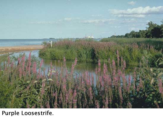 Purple Loosestrife in wetland